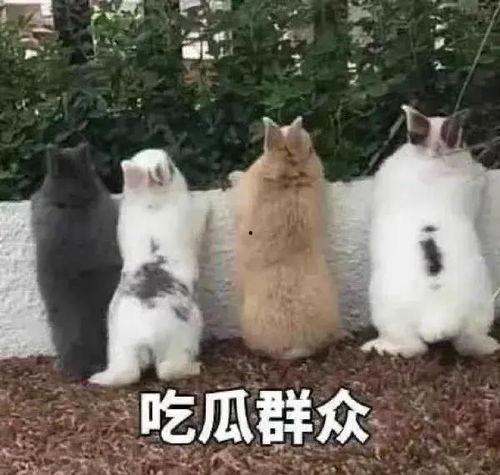 两岸吃瓜,两岸吃瓜风云录