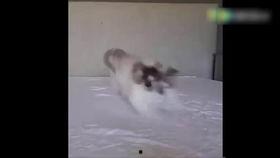 小猫吃瓜视频大全,小猫吃瓜视频大全集锦