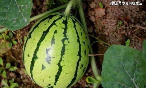 地里有瓜可以吃,地里瓜果飘香，尽享自然美味