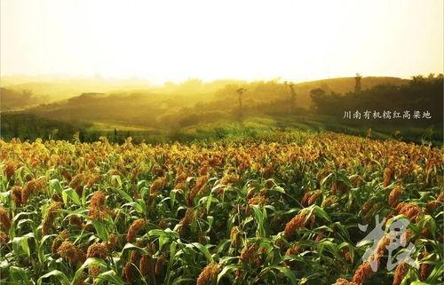 红高粱吃瓜直播,吃瓜群众的热闹盛宴