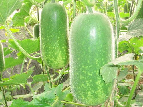 南韩魅魔吃瓜图片,揭秘娱乐圈幕后风云