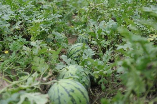 溧阳吃瓜事件视频,一场网络热议背后的真相揭秘