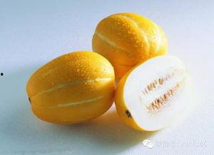 怀孕初期吃老瓜尖,老瓜尖助力健康孕育之旅