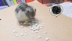 仓鼠南吃瓜,仓鼠南的瓜田奇遇记