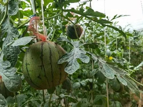 洛阳大姐吃瓜事件,一场网络热议的社区生活缩影