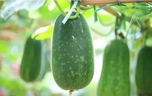 什么瓜种子可以吃,揭秘可食用瓜种子的神奇魅力