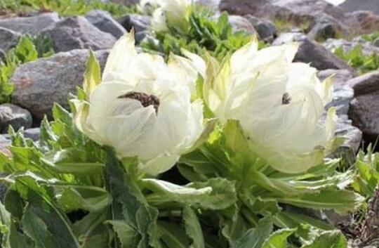 雪莲带你吃瓜,揭秘娱乐圈那些事儿