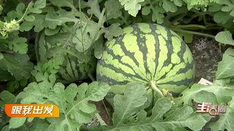 宜昌cbd吃瓜,吃瓜群众的美食盛宴