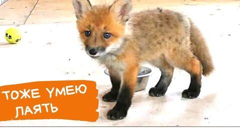 赤狐赤城吃瓜视频,揭秘神秘视频背后的故事