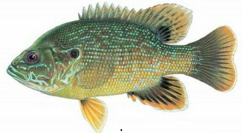 角瓜吃太阳鱼,一场美食与自然的交响曲