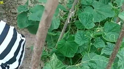 在水里吃瓜的男孩,男孩的独特夏日食趣