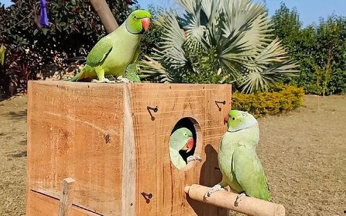 如何防鸟吃瓜,守护丰收的秘密武器