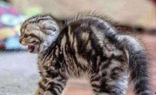 猫看人打架吃瓜视频,围观人打架的萌态瞬间