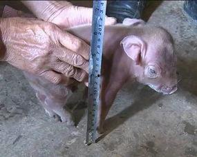 小猪崽儿吃瓜,小猪崽儿欢乐吃瓜记