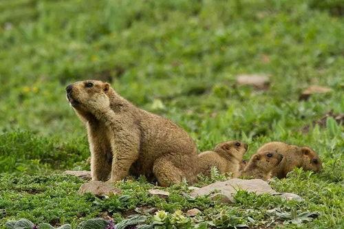 吃瓜小熊踩草,一场意外的欢乐之旅