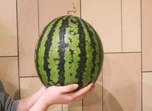 广州吃瓜的时间,清凉一夏,尽享瓜果盛宴