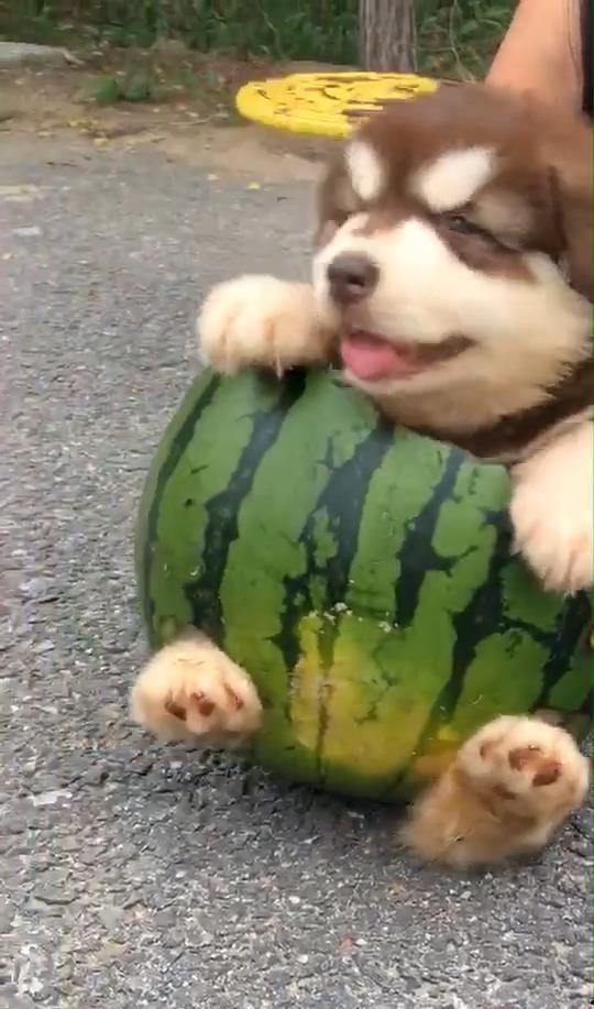 吃瓜二狗,揭秘娱乐圈背后的那些事儿