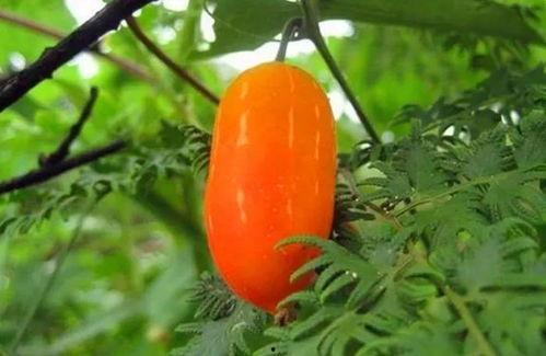 和兰瓜怎么吃,探索美味新境界