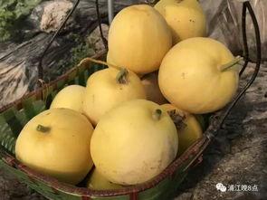 瓜瓜吃瓜活动名称,一场舌尖上的视觉盛宴