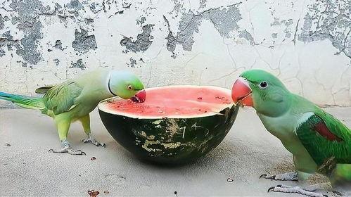 鹦鹉可以吃的瓜,探索适合它们食用的瓜类佳肴