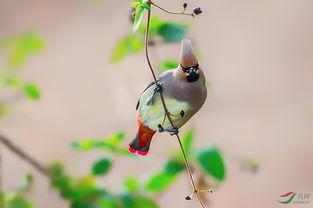 荡秋千吃瓜,品瓜香，悠然夏日时光