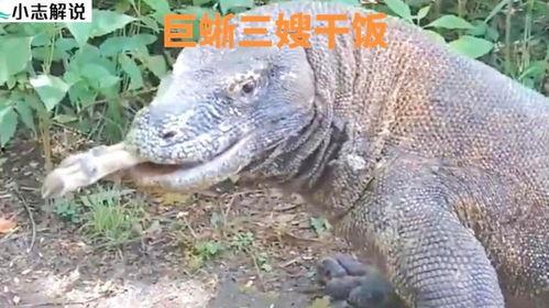 吃瓜印度巨蜥,吃瓜界的“巨无霸”