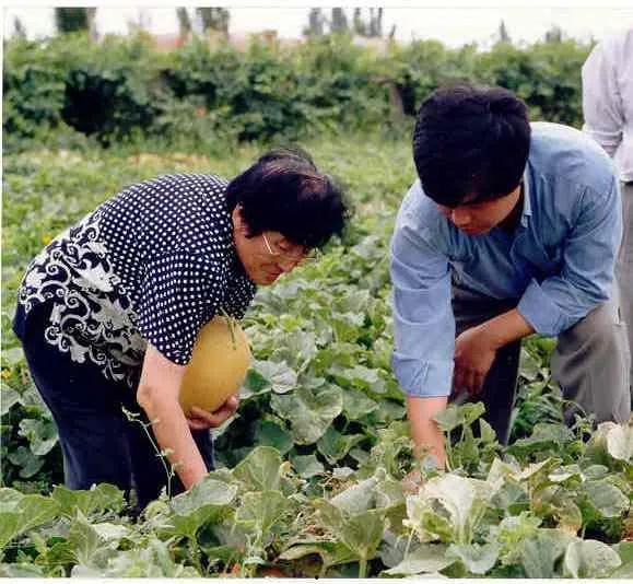 新农业吃瓜技巧,解锁吃瓜新技巧，尽享田园美味