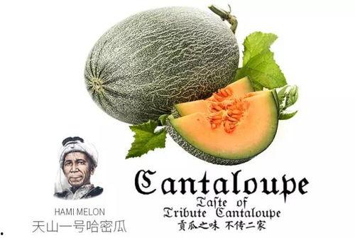 吃瓜圈号,带你走进娱乐圈的幕后故事