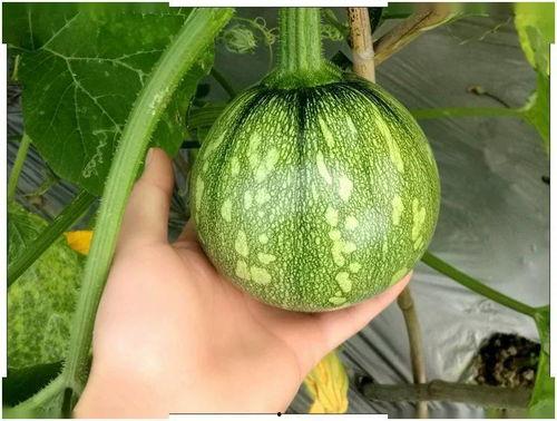 小海棠最新吃瓜,揭秘娱乐圈幕后真相